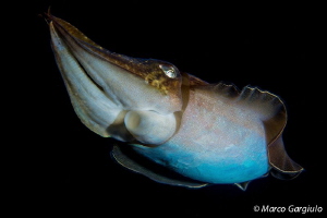Mediterranean Cuttlefish by Marco Gargiulo 